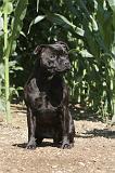 STAFFIE 013